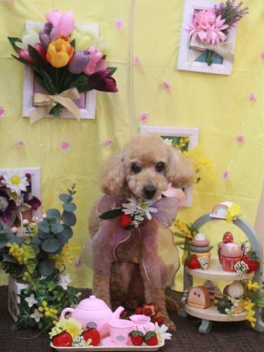 20230310モコちゃん